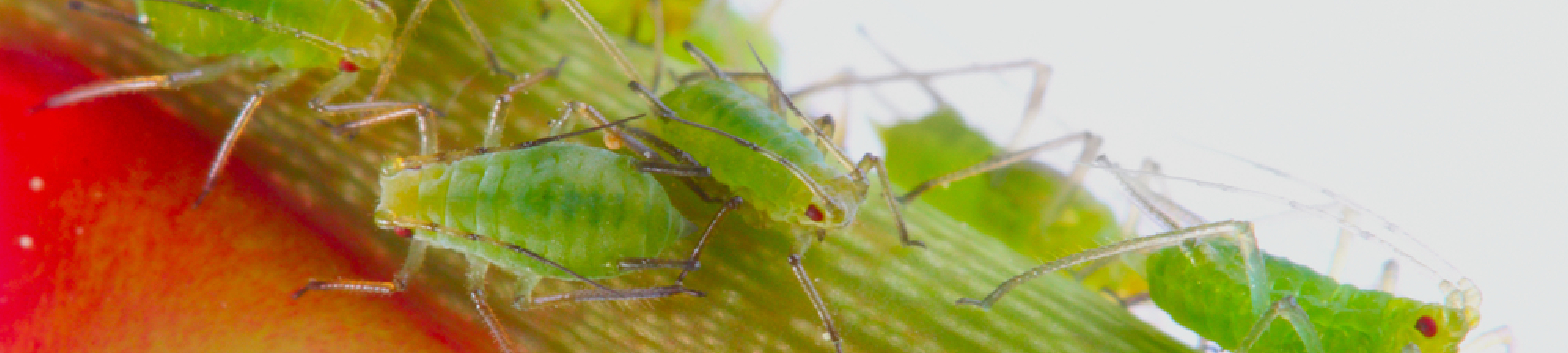 Aphids Banner0